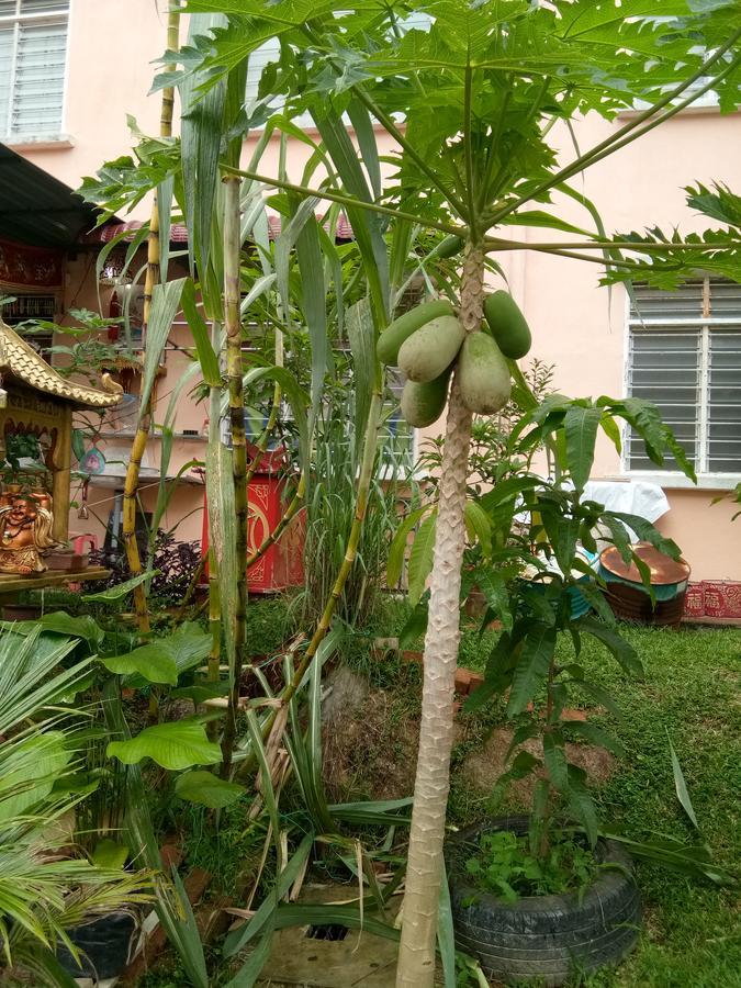 Genting Bukit Tinggi Homestay Eksteriør bilde